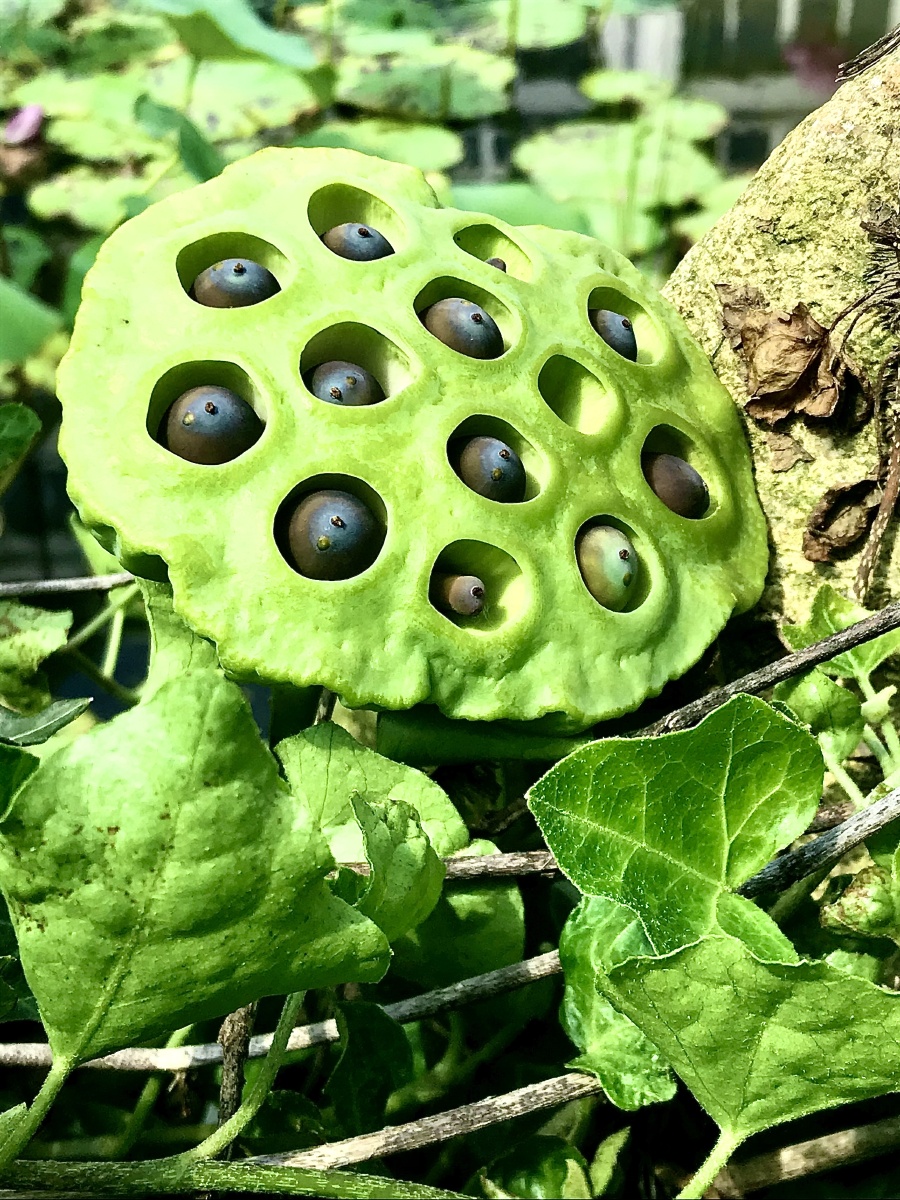 莲子- 梦回唐朝一九九九 - 图虫