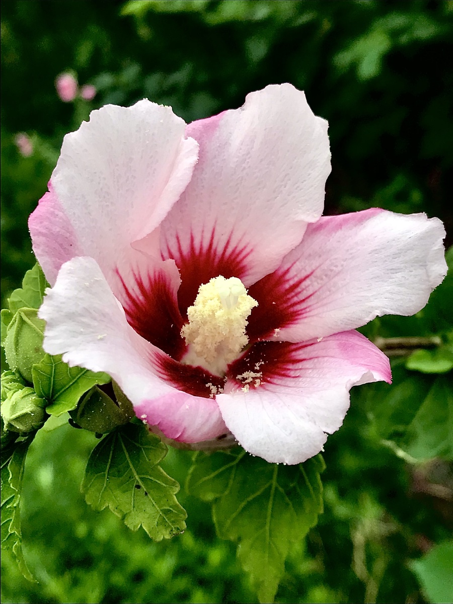 白里透红木槿花