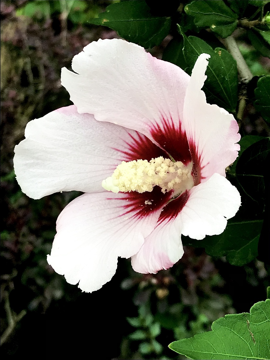 白里透红木槿花