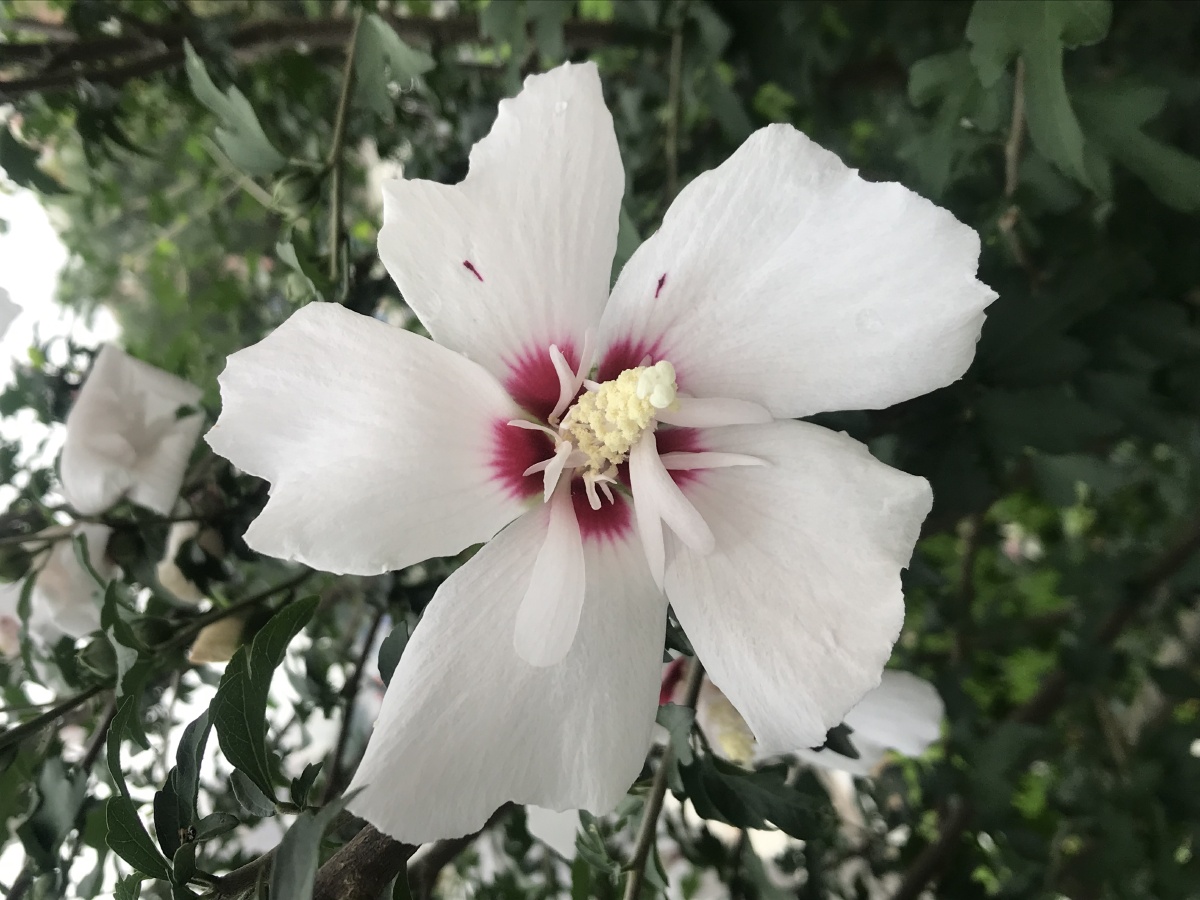 白里透红木槿花