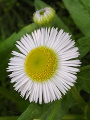 50