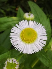 51