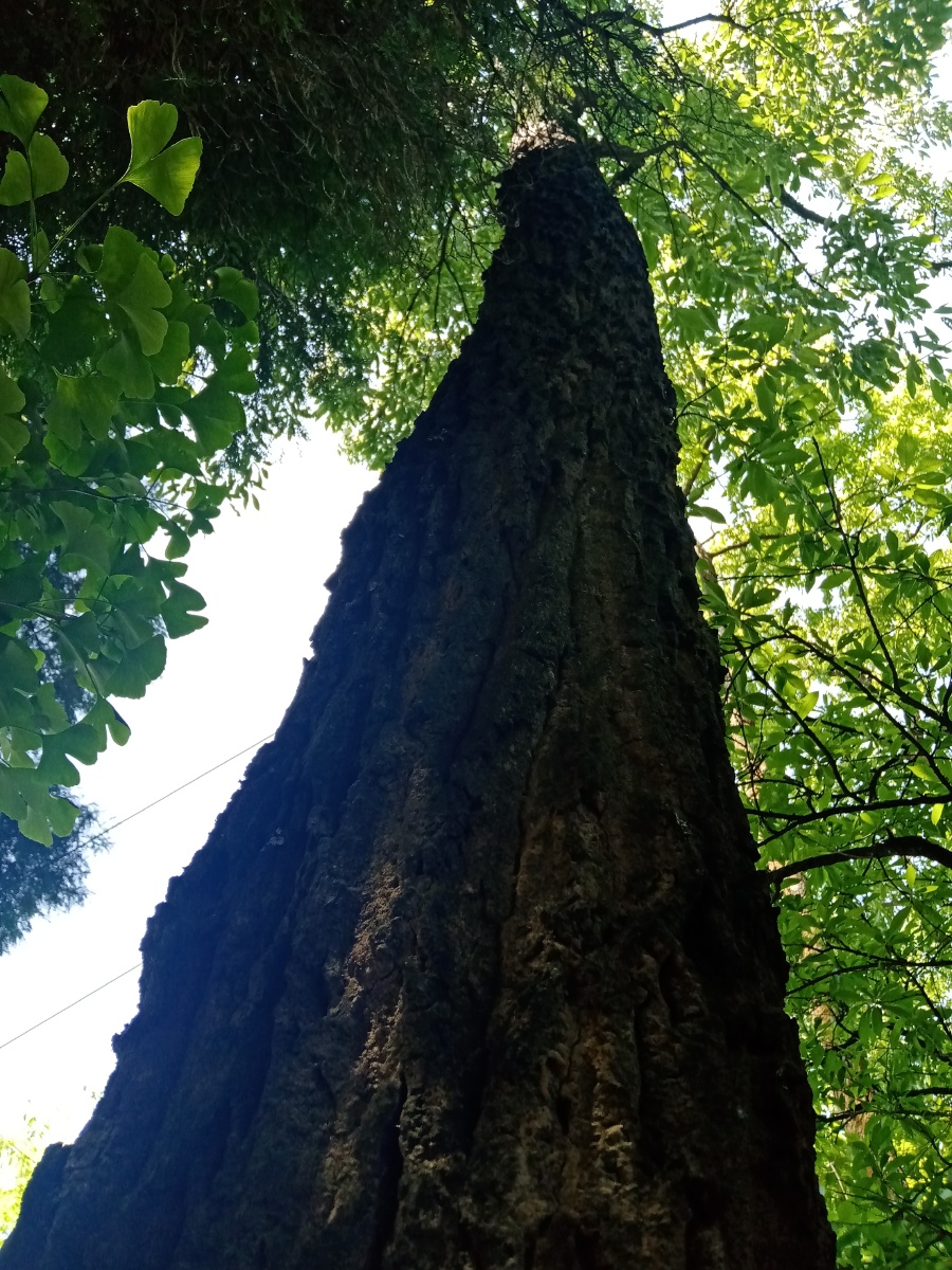 老家大树真不错是农村人评论回答是什么树等你答案呗