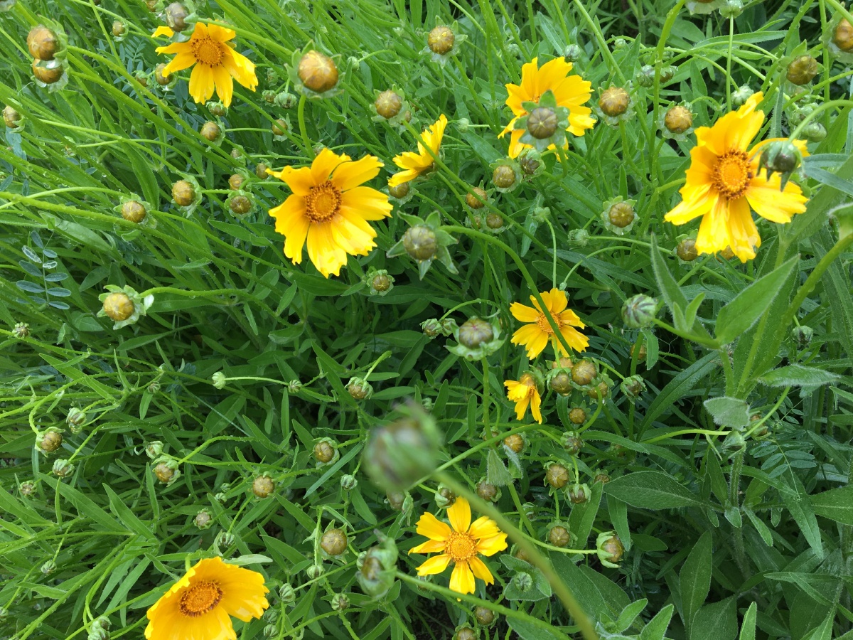 黄绿相间的小清新