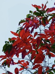 2A42BF20-BEC2-4BB3-A23B-507F51E89CB6/L0/001