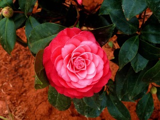 5AEF2EB8-F226-4A34-88A4-1D58FA01AFE3/L0/001