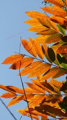 5CB68C2E-AB92-44BF-A9E8-BB77963D1A0A/L0/001