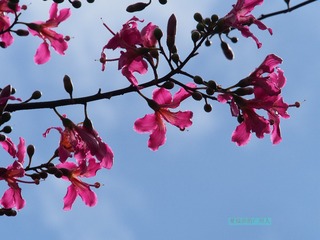 15090AE8-96A8-4EEC-8470-0C14FFE2617F/L0/001