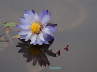 F7F15D96-7E8B-4A8B-8827-CA3DD6C11D18/L0/001
