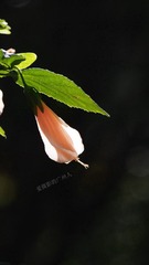 C77CB421-2B33-411E-9A3D-1C2B0A0F2EBA/L0/001