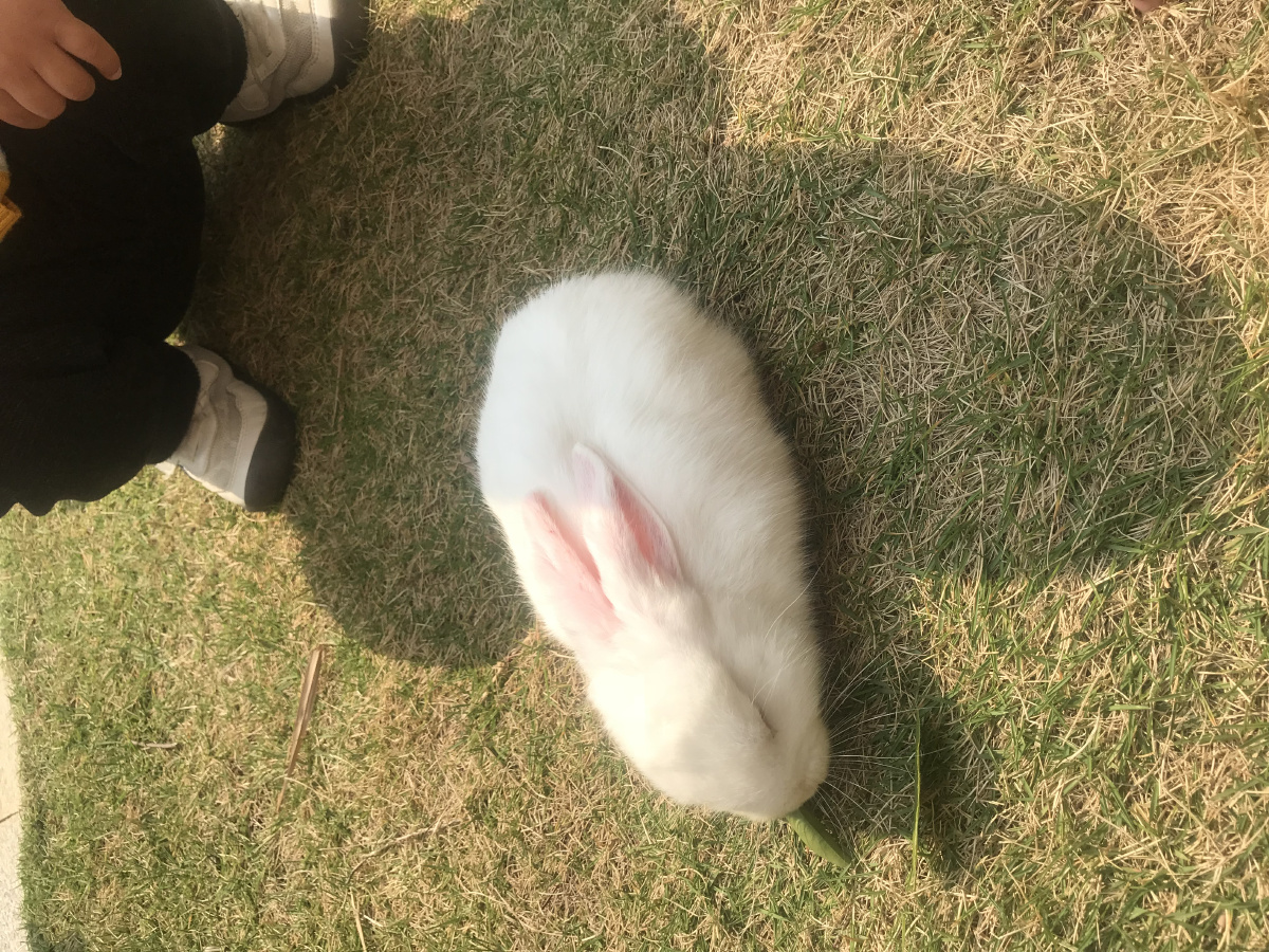 一只可爱的小兔子