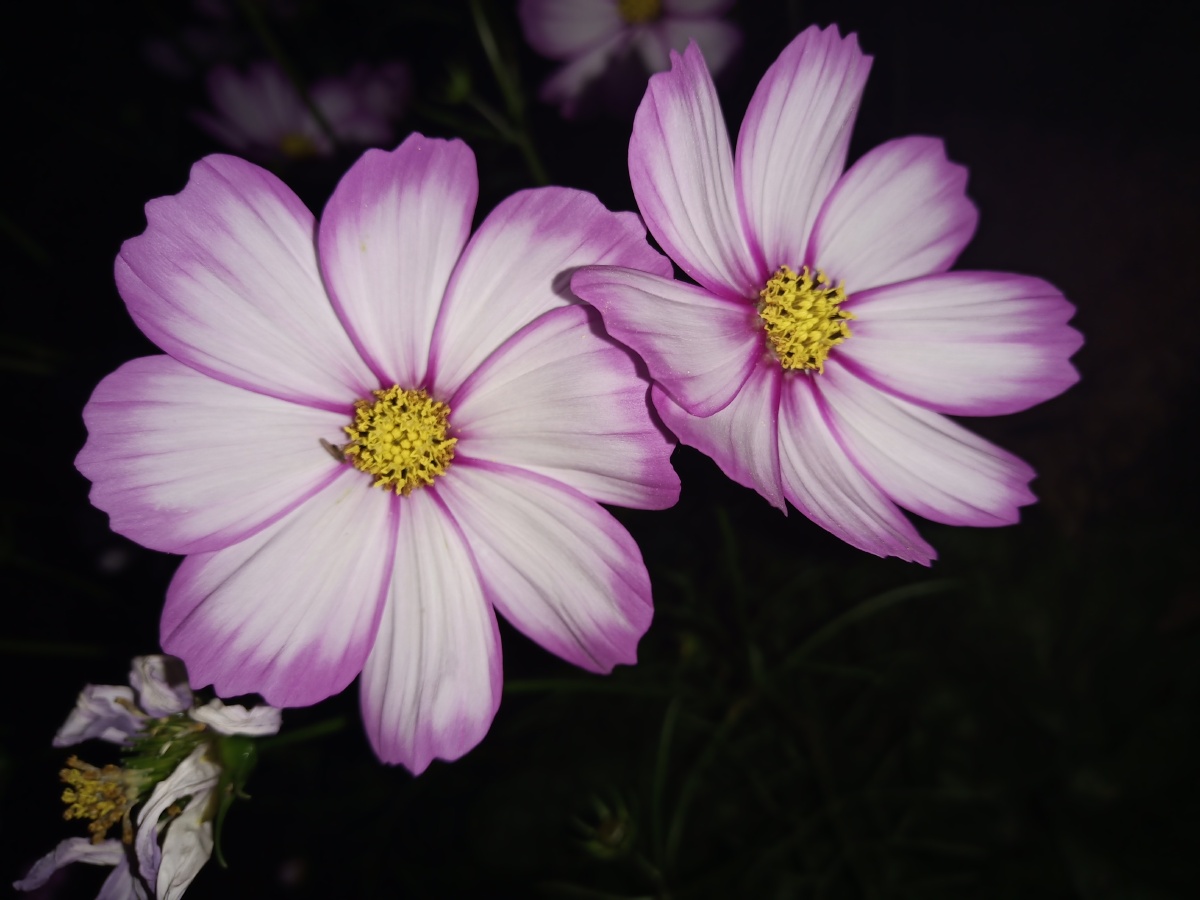 在我们这,它被称为姑娘花