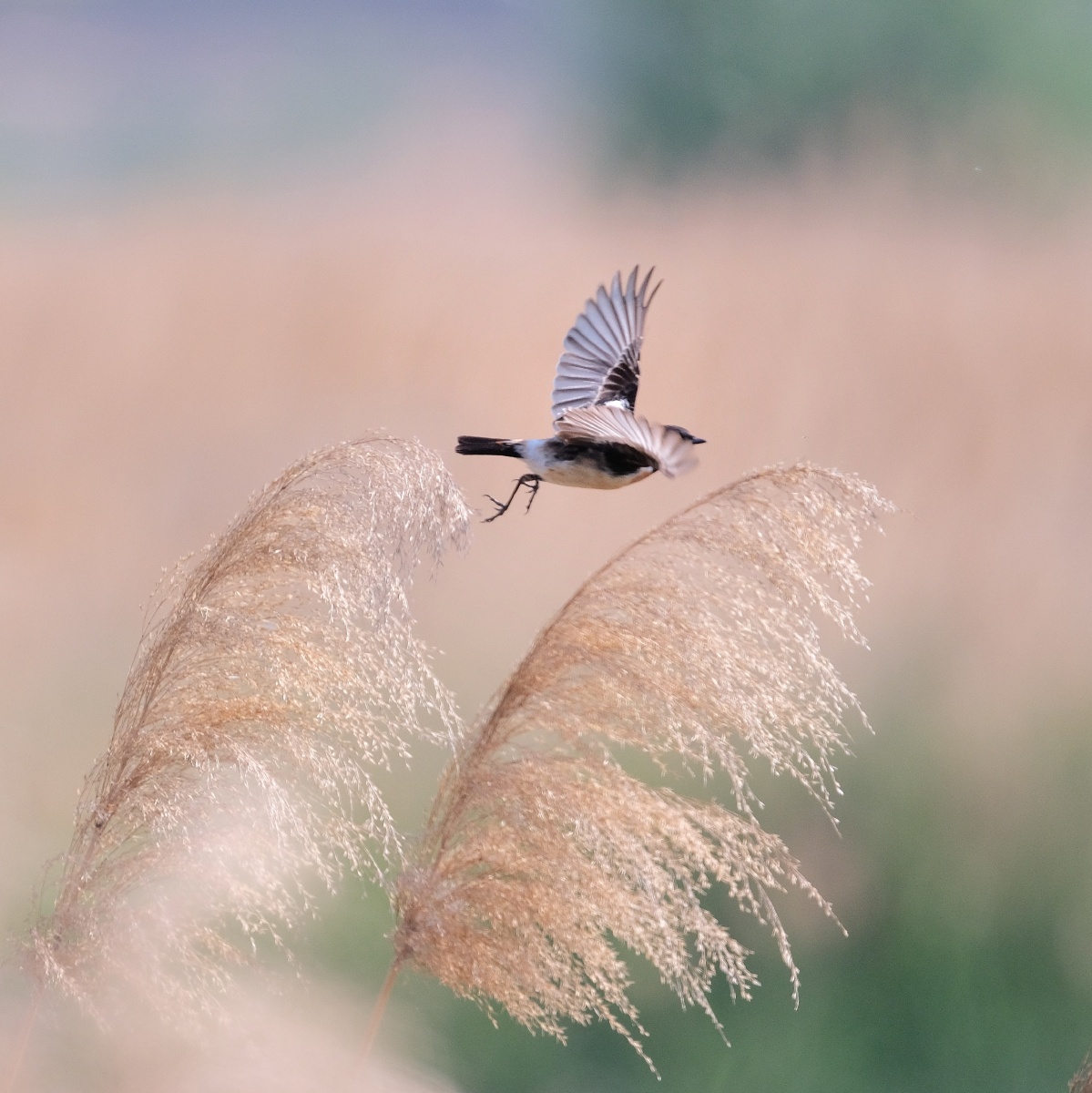 滹沱湿地鸟儿飞之白尾石鵖