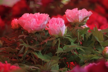 616CB31D-56D9-47D3-91FB-A67310EC74A5/L0/001