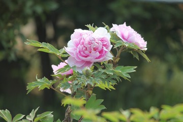 E9BA31FD-0199-4B59-9CD2-9F7D2BA8AEF2/L0/001