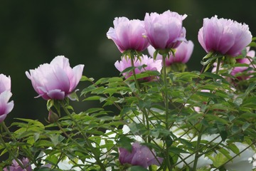 ED56599B-7B6A-4796-AF53-A8D08877D982/L0/001