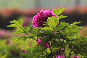 5111E4C2-DBFB-4B36-9683-9786E13F1E70/L0/001