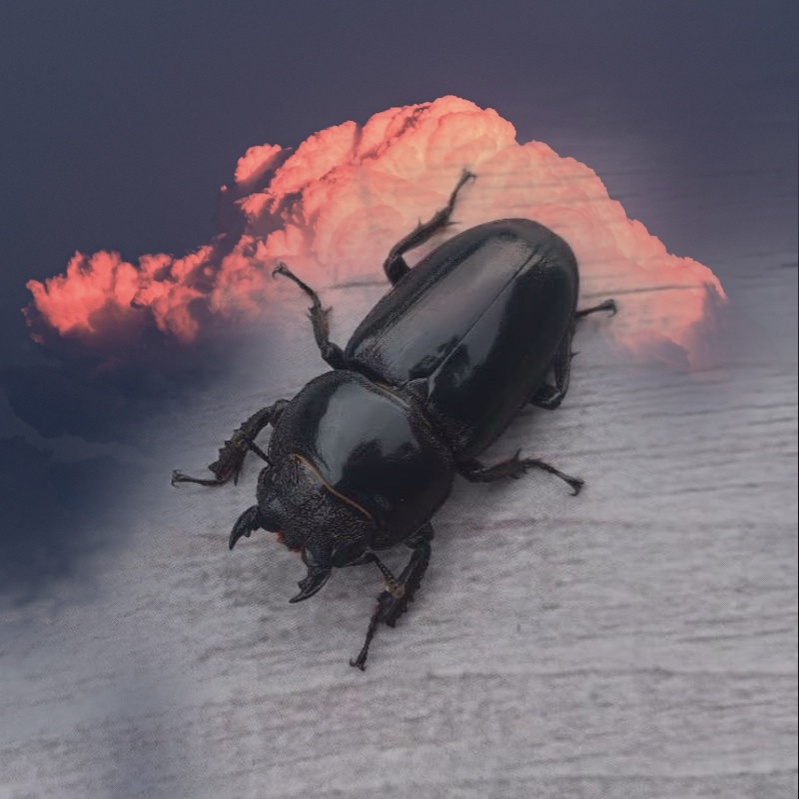 大板锹可爱的昆虫