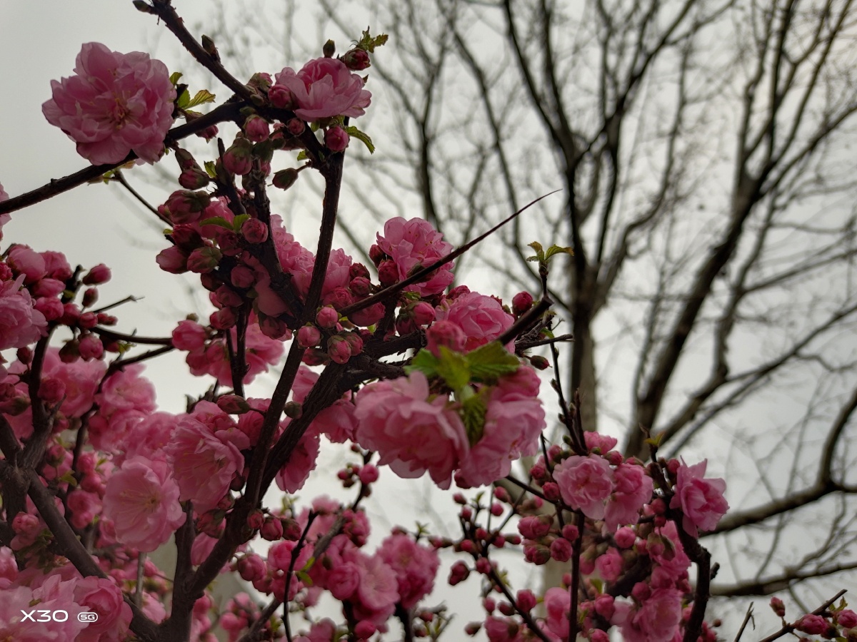 花季- 摄影师161796590687013 - 图虫