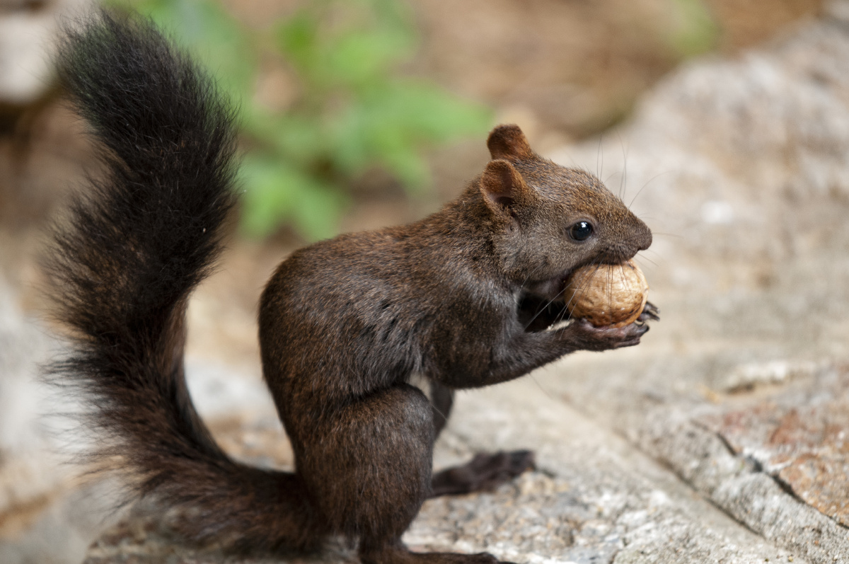 济南佛慧山松鼠