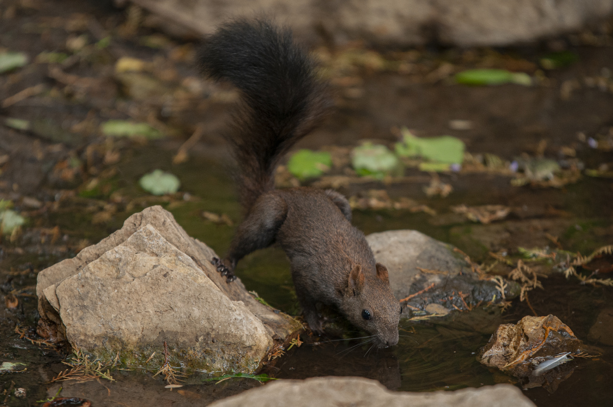 济南佛慧山松鼠