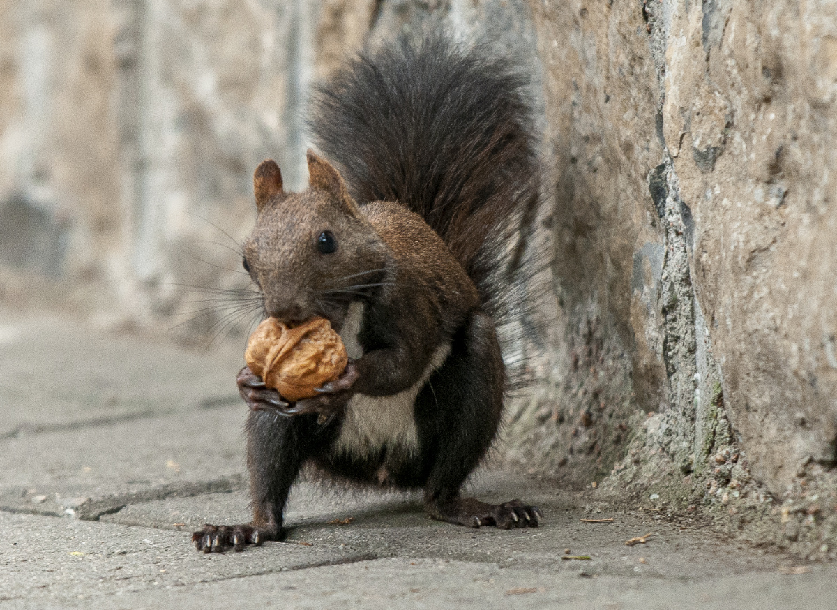 济南佛慧山松鼠