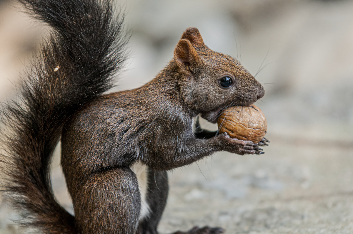 济南佛慧山松鼠