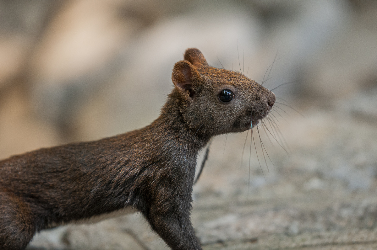济南佛慧山松鼠
