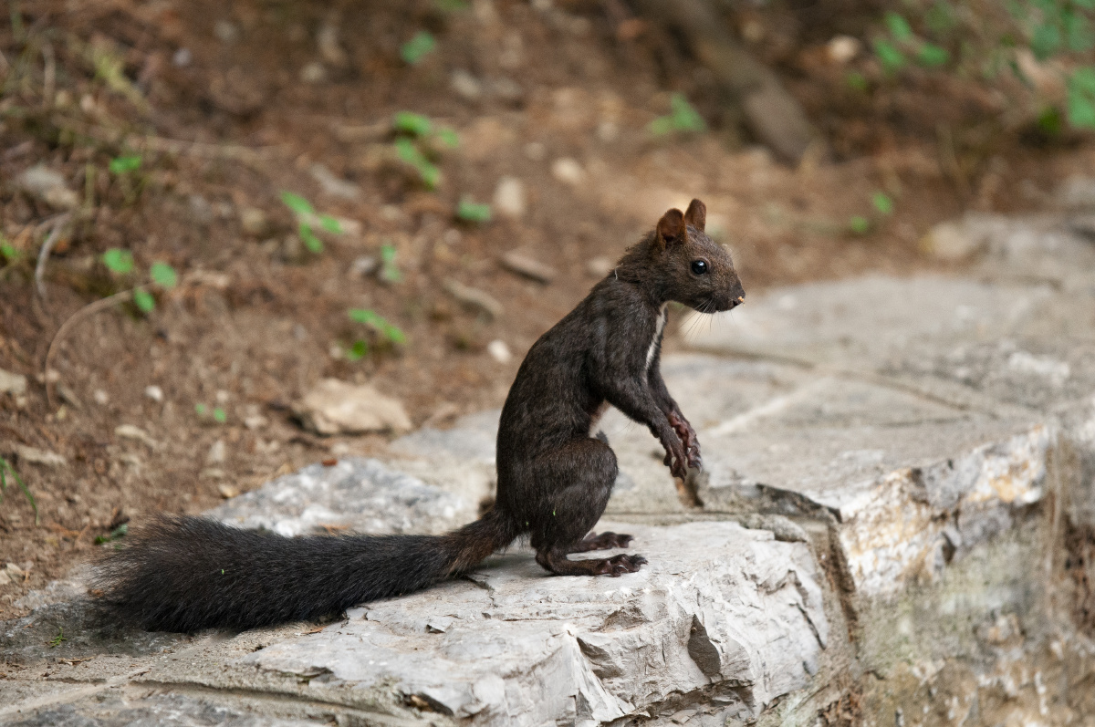 济南佛慧山松鼠