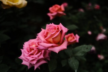58D43880-1499-40FC-AC43-7740DA2FF23F/L0/001