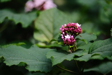 4760B76F-080A-4D66-9838-CB02D7924CC4/L0/001