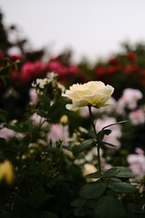 5B7DDB68-C09E-488B-987D-801AF08C0F06/L0/001