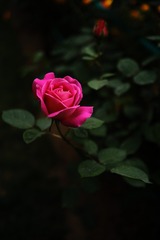 0E21CA38-0B53-4E40-848D-F3E46193D973/L0/001