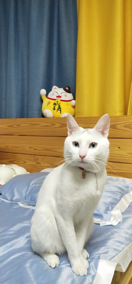 招财猫,喵~ - 仙人掌开花8 - 图虫