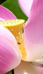 莲里的虫