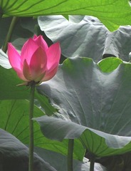 初放的莲