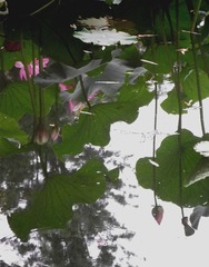 水中花