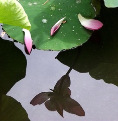 落