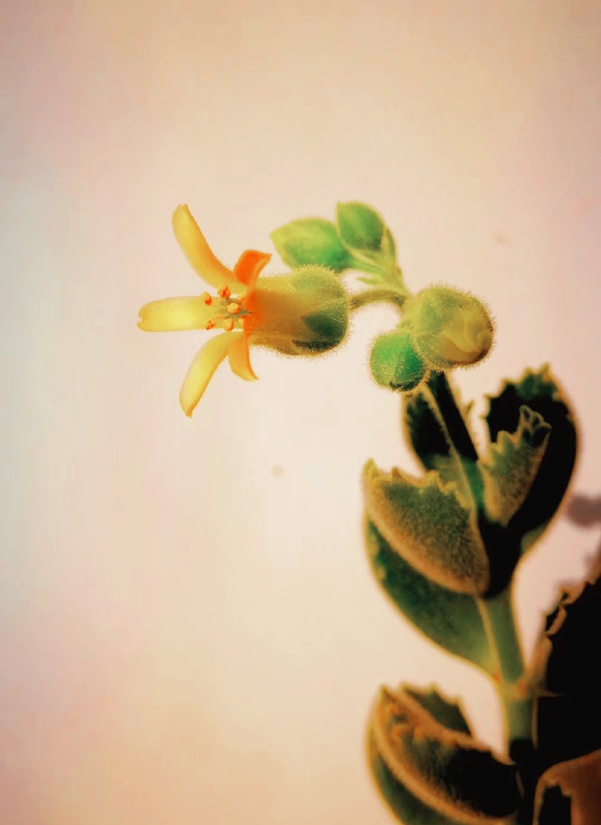 熊爪- 乐骐 - 图虫