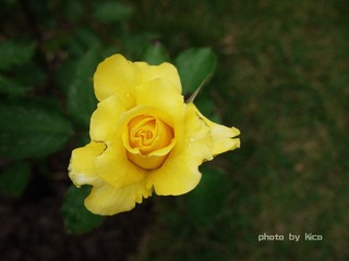 花的姿态2