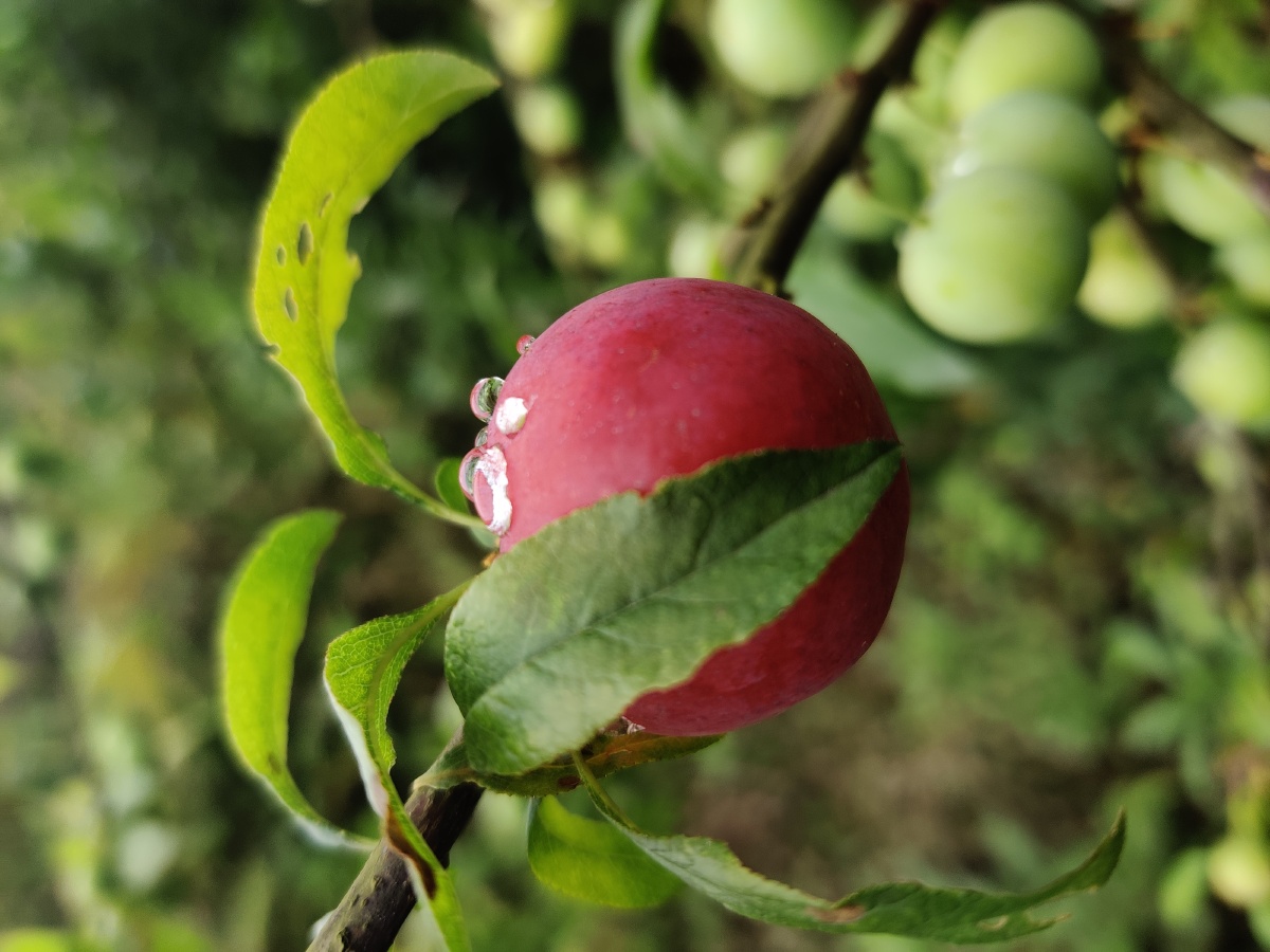 雨后的李子,更鲜美多汁!