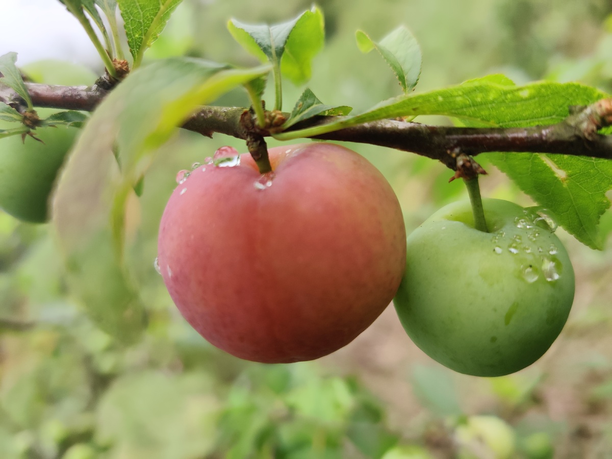 雨后的李子,更鲜美多汁!