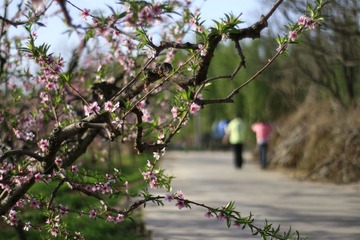桃花 052