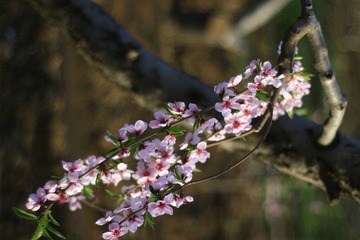 桃花 127