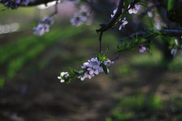 桃花 152