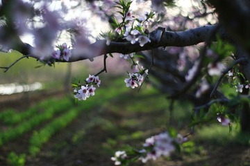 桃花 154