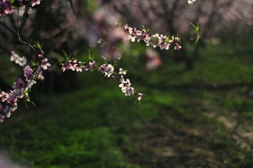 桃花 156