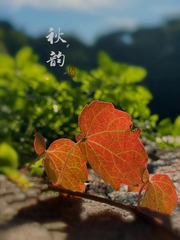 7273D825-0F4E-420C-B8FC-389449EA006B/L0/001