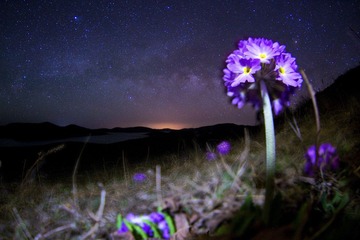滇北球花报春.jpg