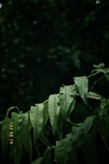 1FAA7D79-72CF-4050-A26F-D48C13061DD3/L0/001